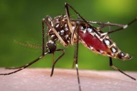 En esta foto distribuida por los Centros de Control y Prevención de Enfermedades de Estados Unidos, una mosquita Aedes aegypti succiona la sangre de un ser humano.