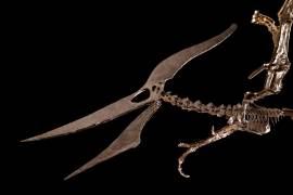 Subastan fósil de pteranodonte por 3,9 millones de dólares en Nueva York