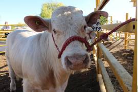 Ante la plaga, la llegada masiva de animales para engorda a la Entidad está requiriendo un protocolo sanitario doble, tanto desde el origen como a la llegada, el cual contempla la verificación de documentos oficiales y aretes, así como lavados de jaulas y baños de ivermectina.