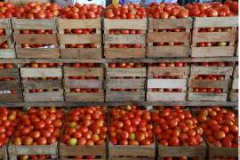 Junto con cultivos como aguacate, mango y berries, el tomate ha sido históricamente de los productos más destacados, tecnificados y modernos de México.