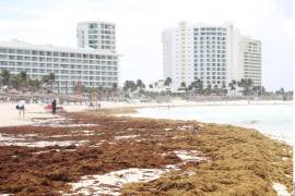 La SecretarÍa de Marina reportó nivel de alertamiento alto (rojo) en su semáforo de presencia de sargazo en la Zona Económica Exclusiva (ZEE) del Caribe mexicano durante 23 de los 31 días de julio.