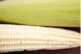 Para productores que quedaron fuera del esquema, además de ser insuficiente, es un beneficio que sólo tendrán los industriales que compran el maíz y no se atiende a los estados más afectados por la sequía.