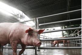 Aunque la carne de cerdo para consumo humano sigue permitida por no representar riesgo de contagio, el bloqueo afecta sementales y materia prima para alimentos.