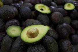 Se encontró que las huertas de aguacate de ambos capos aparecen en la lista de Huertos de Aguacate Registrados para Exportación a China.