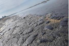 La organización pidió investigar posibles omisiones de funcionarios, así como garantizar la restauración ambiental y la protección de comunidades costeras afectadas.