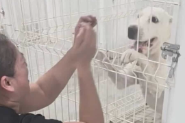 Los animales reaccionaron con alegría al reencontrarse con quien asegura ser su propietaria.