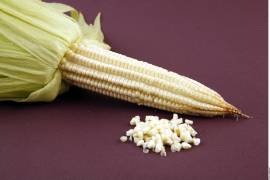 El Frente Nacional para el Rescate del Campo Mexicano ha iniciado bloqueos carreteros exigiendo certidumbre y apoyos directos para evitar la descapitalización del sector.