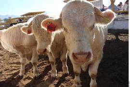 Lo anterior ha causado un detrimento del bienestar de las cabezas de ganado y ha aumentado la mortandad por los procesos de espera, alertó Enrique López, director general de la Asociación Mexicana de Productores de Carne (AMEG).