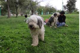 La iniciativa indica que el Juez podrá asignar la tutela compartida de las mascotas si considera que es la mejor opción para su bienestar.