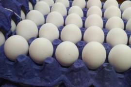 En lo que respecta al Paquete contra la inflación y la carestía, firmado entre el Gobierno y productores, el huevo registra un incremento de 16.4% a un año de su vigencia