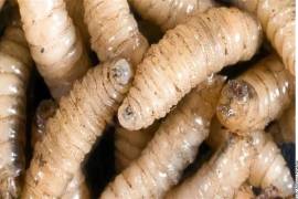 Especialistas advierten que, debido a las altas temperaturas, la plaga podría mantenerse al alza en la entidad y avanzar hacia estados vecinos como Texas y Coahuila, que registran 19 y 85 casos, respectivamente.