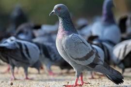 Las palomas, adaptadas al entorno urbano, representan un reto para la salud pública debido a la proliferación descontrolada y los riesgos asociados a enfermedades.