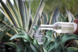 El mezcal representa la unión entre historia, cultura y naturaleza.