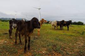 El sector ganadero prevé recuperar gradualmente las exportaciones, aunque aún enfrenta un rezago de 1.6 millones de cabezas y el riesgo del gusano barrenador.