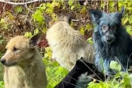 El programa Perros de Chernóbil se ocupa del cuidado de unos 700 perros que viven dentro de la zona de exclusión de 18 millas cuadradas alrededor de la antigua planta nuclear desde 2017.