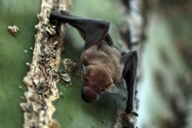 Los murciélagos suelen habitar en lugares oscuros y húmedos como cuevas y sótanos, donde sus heces se acumulan y propician el crecimiento del hongo Histoplasma capsulatum.