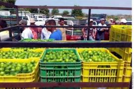 Desde el lunes, limoneros iniciaron un paro de trabajos, principalmente en Apatzingán y Buenavista, en protesta a un amago de duplicar las cuotas.