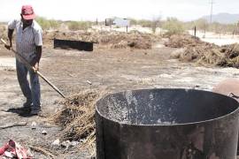 Se desploma precio de la candelilla en Coahuila