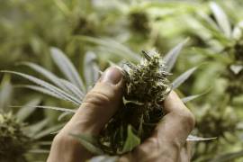 Vislumbran consenso sobre legalización de la mariguana