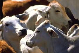 Los casos graves se presentan principalmente cuando el ganado anda suelto y no es atendido oportunamente, informa la Secretaría.