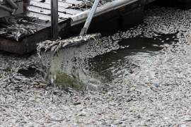 Miles de peces aparecen muertos en playas de Matamoros