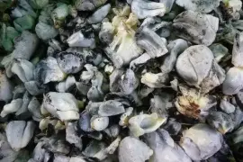 Esta ocasión, nuestro ingrediente estrella es: el huitlacoche, considerado como el diamante negro del maíz mexicano.