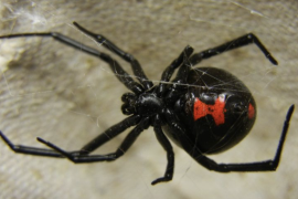 Las mordeduras de araña pueden provocar lesiones graves si no se atienden a tiempo; especialistas exhortan a buscar atención médica inmediata ante cualquier sospecha de picadura de una especie ponzoñosa.