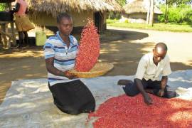 Súper frijoles, esperanza para zonas de África con hambruna