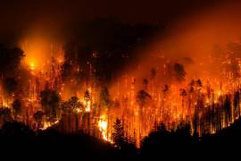 El anterior récord en Europa data de 2017, cuando ardieron 420 mil 913 hectáreas a fecha de 13 de agosto, y 988 mil 87 hectáreas en un año