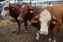 De 60 mil cabezas enviadas anualmente, solo cinco mil se comercializaron este año; sector prevé pérdidas millonarias.