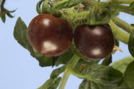 De acuerdo con un comunicado del USDA, el tomate fue modificado por Norfolk Plant Science (NPS) con el objetivo de cambiar su color y mejorar su calidad nutricional.