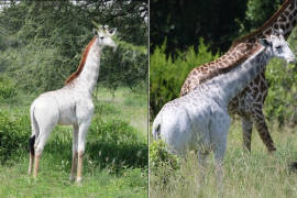 Omo, la jirafa blanca que no es albina