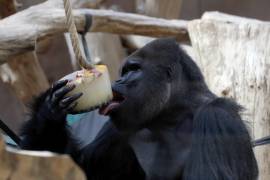 Por el calor tan intenso, gorilas en zoológico de Praga se refrescan con helados