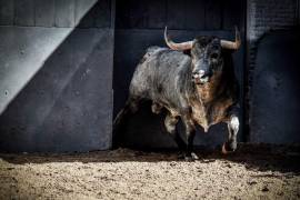 Desde el año 2015 quedaron prohibidas las corridas de toros en Coahuila.