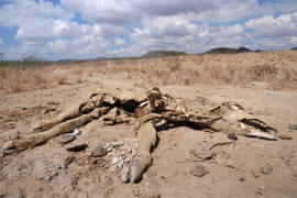 Inicia muerte de ganado en Coahuila por falta de lluvias
