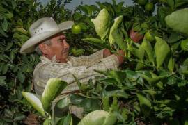 El precio del limón se rige por la oferta y la demanda, pero en los últimos años su precio se ha mantenido en picada.