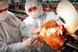 La H5N1 es una de las pocas cepas de gripe aviar que ha pasado a los humanos. FOTO: AP