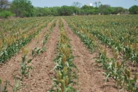 Ante la escasez de lluvia, los productores decidan no sembrar toda el área disponible para diferentes cultivos.