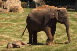 Elefante pide a cuidadores de zoológico que despierten a su cría (Video)