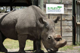 Muere 'Sudán', el último macho de rinoceronte blanco del mundo