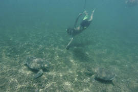 Suspenden nado con tortugas en Akumal