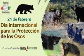 Promueven en Coahuila la preservación del oso negro