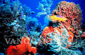 $!Océanos del mundo enfrentan la mayor mortandad de coral en la historia