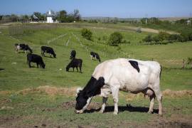 Dinamarca gravará a los ganaderos por las emisiones de efecto invernadero producidas por sus vacas, ovejas y cerdos de 2030, el primer país que lo hace en un intento de combatir las emisiones de metano.