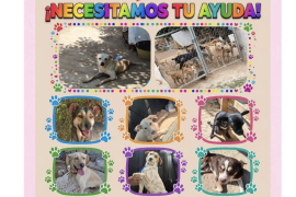 El refugio busca materiales para construir espacios especiales destinados a perros con cáncer.
