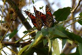 Habitantes de Saltillo y Ramos Arizpe, como Josué Razgado, han reportado a través del grupo Correo Real los avistamientos documentados de la mariposa Monarca en la región sureste.
