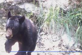 En el video se puede ver a una familia de osos merodear por la Sierra de Zapalinamé.