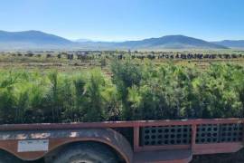 En el mes de agosto, aprovechando la humedad en la sierra, se iniciará la reforestación en el municipio de Arteaga, uno de los más dañados por los incendios forestales.