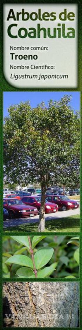 $!Pasto y jardines exóticos deben evitarse en Saltillo por consumo de agua; ¿qué sí debemos sembrar?