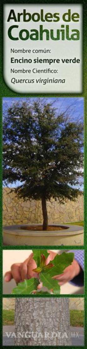 $!Pasto y jardines exóticos deben evitarse en Saltillo por consumo de agua; ¿qué sí debemos sembrar?